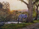 atardecer con caballo